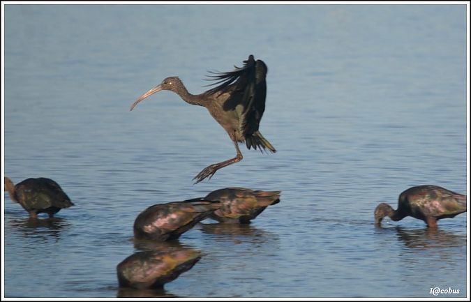 Ibis falcinelle  - Serge Pontacq