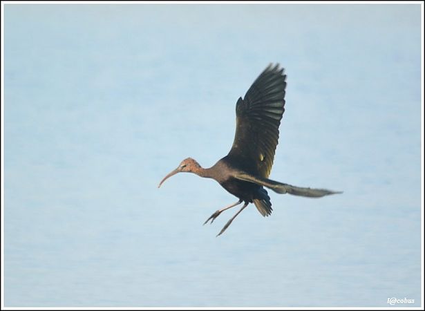 Ibis falcinelle  - Serge Pontacq