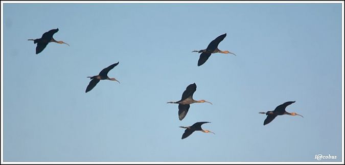 Ibis falcinelle  - Serge Pontacq