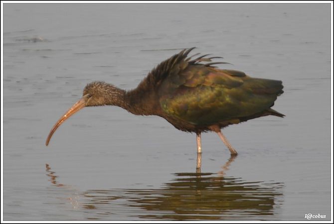 Ibis falcinelle  - Serge Pontacq