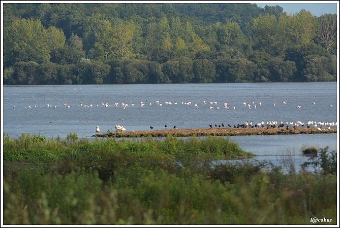 Flamant rose  - Serge Pontacq