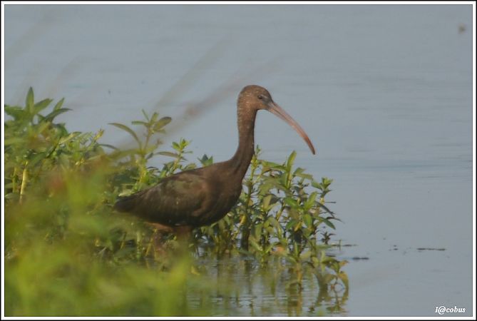 Ibis falcinelle  - Serge Pontacq