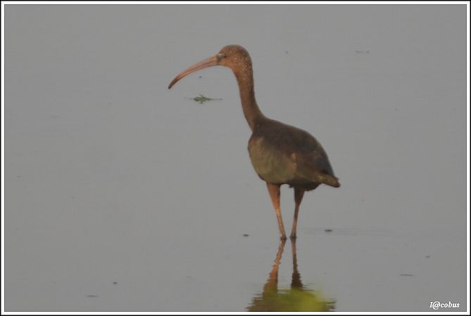 Ibis falcinelle  - Serge Pontacq