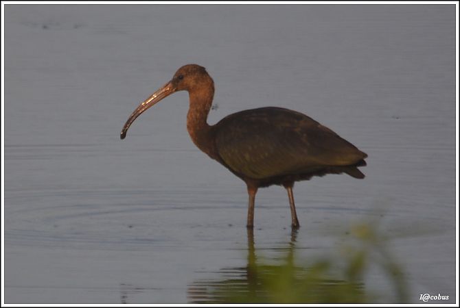 Ibis falcinelle  - Serge Pontacq