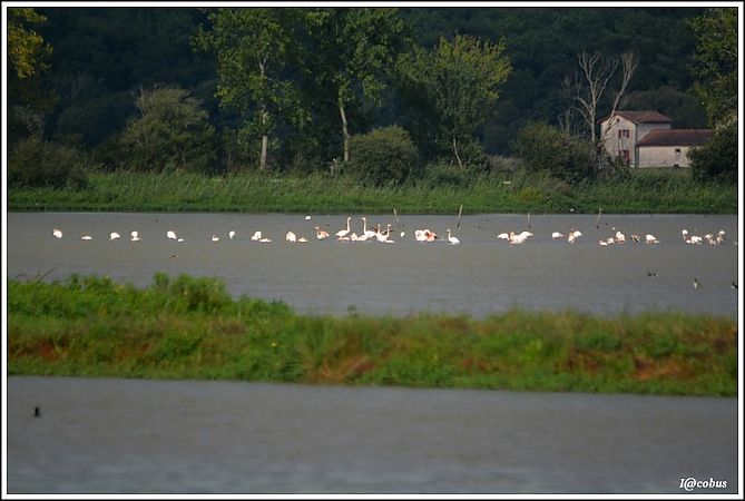 Flamingo  - Serge Pontacq