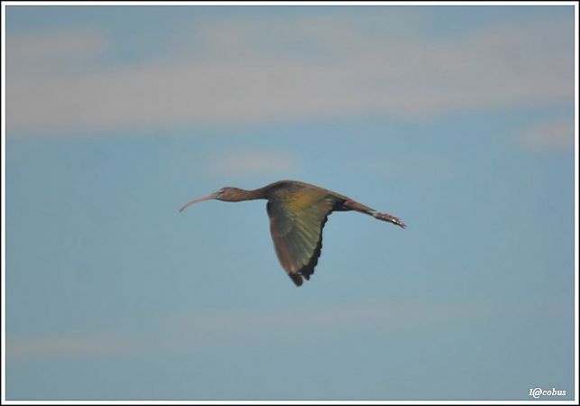 Ibis falcinelle  - Serge Pontacq