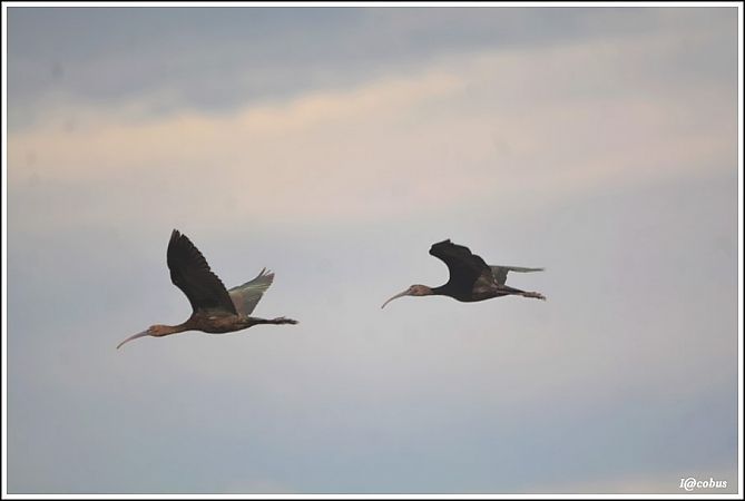 Ibis falcinelle  - Serge Pontacq