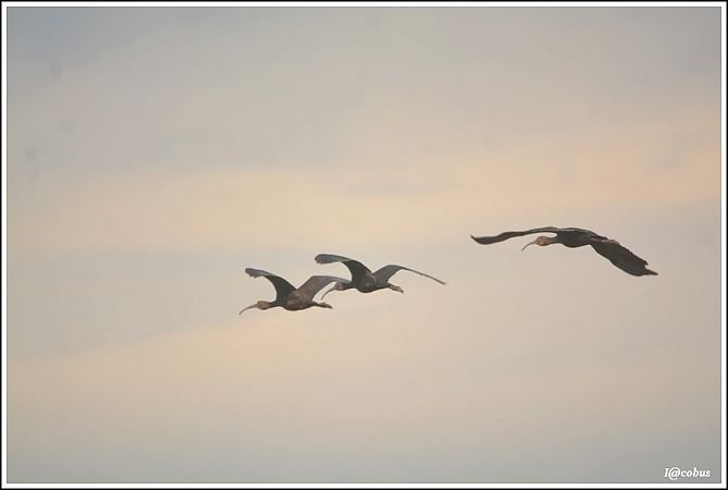 Ibis falcinelle  - Serge Pontacq