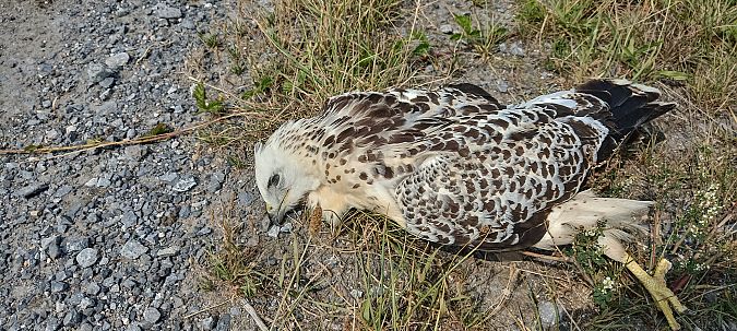 Buse variable  - Jean-François Jacquet
