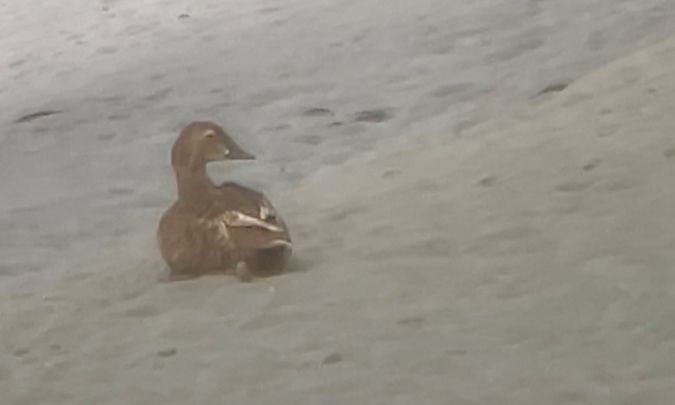 Eider à tête grise  - Loïc Le Comte