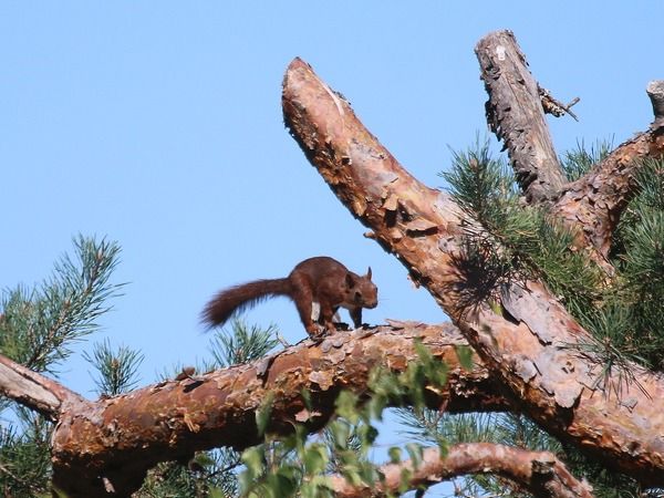 Ecureuil roux  - Nicole Deschaume