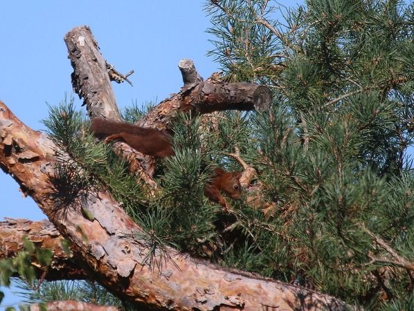 Ecureuil roux  - Nicole Deschaume