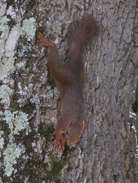 Ecureuil roux  - Nicole Deschaume