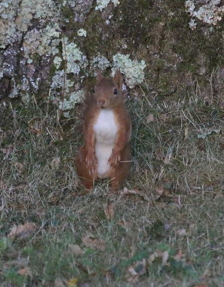 Ecureuil roux  - Nicole Deschaume
