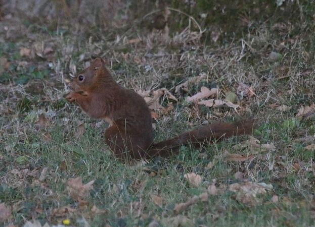 Ecureuil roux  - Nicole Deschaume