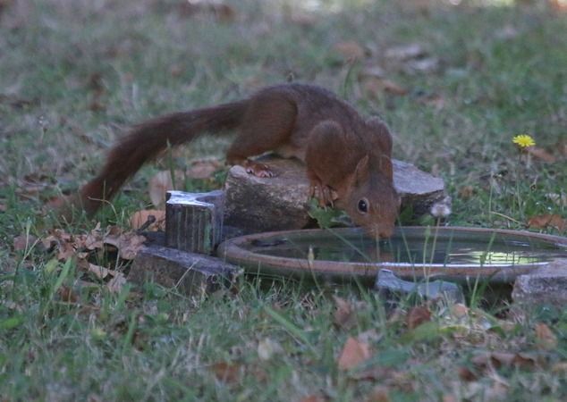 Ecureuil roux  - Nicole Deschaume