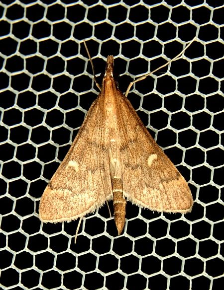 Dolicharthria punctalis  - Christophe Dufour