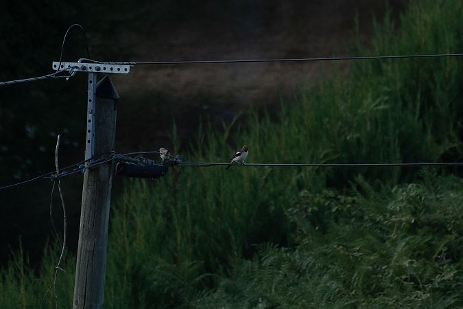Pie-grièche à tête rousse  - Tony Rinaud