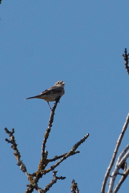 Pie-grièche à tête rousse  - Tony Rinaud