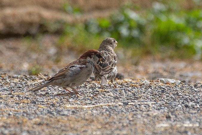 Moineau cisalpin  - Tony Rinaud
