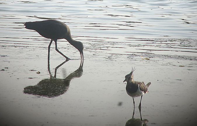 Ibis falcinelle  - Didier Bizien