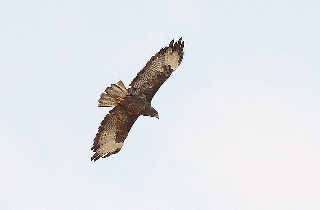 Buse variable  - Didier Bizien