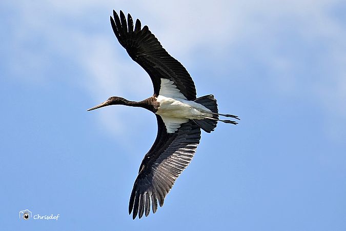 Cigogne noire  - Christian Desenfant
