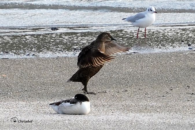 Eider à tête grise  - Christian Desenfant