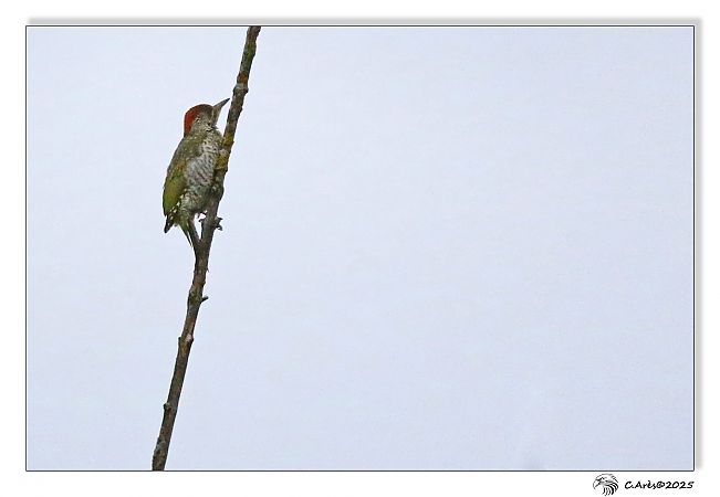 Pic vert  - Claude Ares