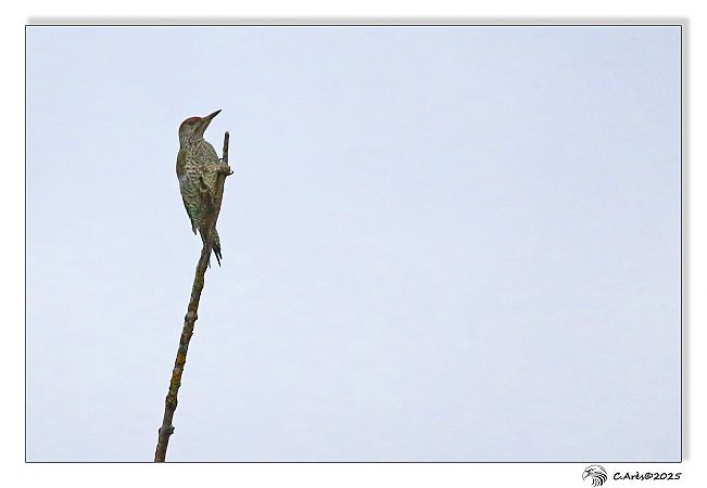 Pic vert  - Claude Ares