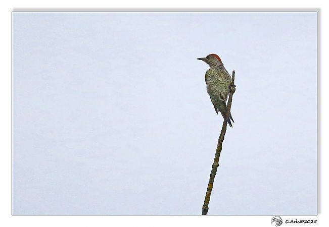 Pic vert  - Claude Ares