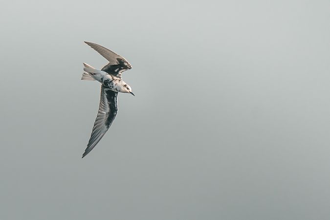 Guifette leucoptère  - Léo Marrec