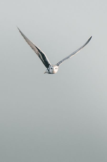 Guifette leucoptère  - Léo Marrec
