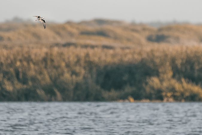 Guifette leucoptère  - Léo Marrec