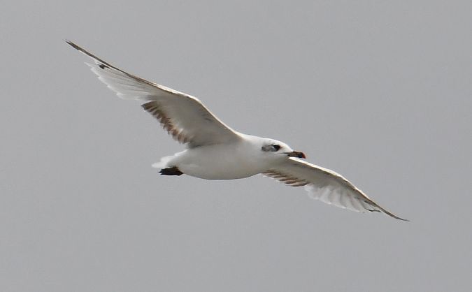 Mediterranean Gull  - Patrice Gélin