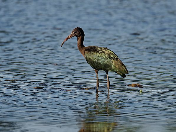 Ibis falcinelle  - Nicolas Dumats