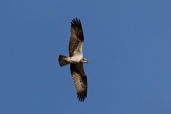Balbuzard pêcheur  - Nicolas Dumats