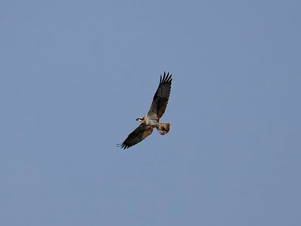 Balbuzard pêcheur  - Nicolas Dumats