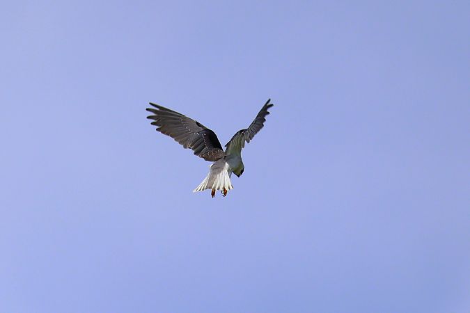 Black-winged Kite  - Dinh Obi