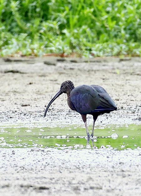 Ibis falcinelle  - Dinh Obi