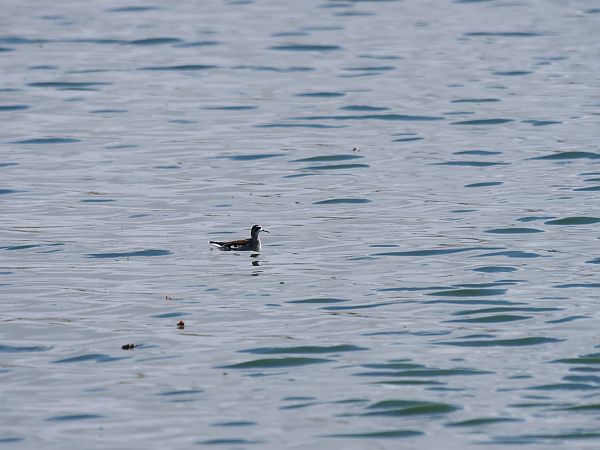 Phalarope à bec étroit  - Louis Leboucher
