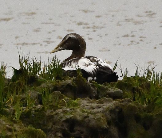 Eider à duvet  - Pierre Dejean