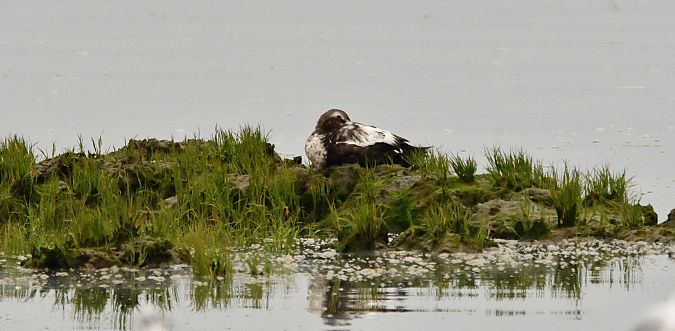 Eider Común  - Pierre Dejean