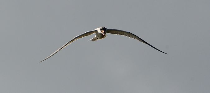 Caspian Tern  - Pierre Dejean