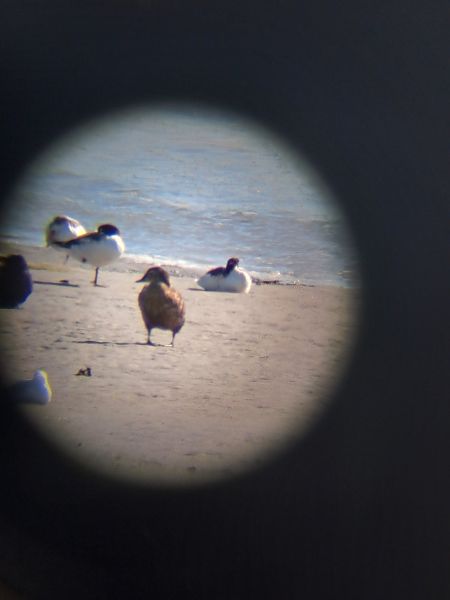 Eider à tête grise  - Hugo Fleury