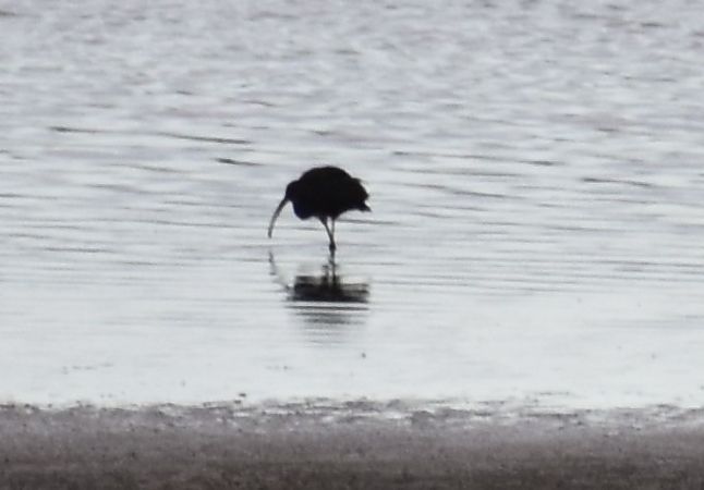 Ibis falcinelle  - Sylvain et Louis Charles