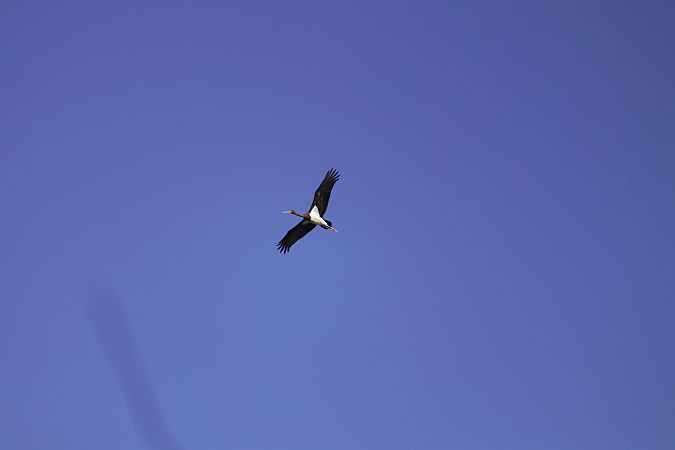 Cigogne noire  - Serge Galliou