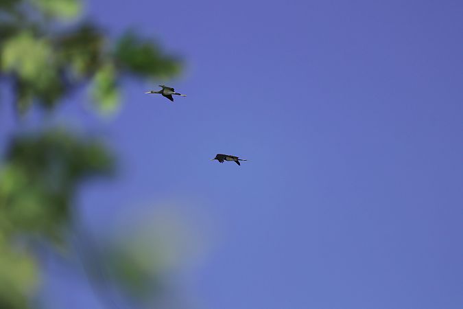 Cigogne noire  - Serge Galliou