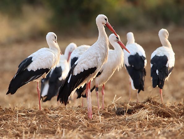 Cigogne blanche  - Delphine Tassan
