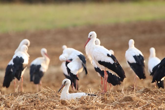 Cigogne blanche  - Delphine Tassan